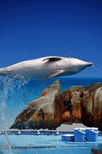 海豚跳跃海洋展示力量吸引力生物喜悦蓝色公园动物游泳者图片