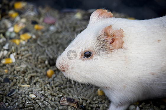 白仓鼠鼻子头发哺乳动物仓鼠玉米老鼠眼睛白色粮食盘子图片