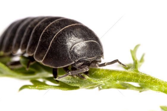 木滑虫虫甲虫骨骼丸虫潮虫漏洞犰狳盔甲生物木虱白色图片