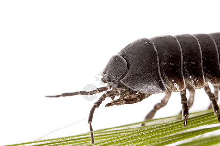 木滑虫虫害虫盔甲昆虫甲虫白色犰狳漏洞生物宏观木头图片