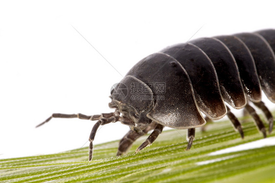 木滑虫虫不倒翁木头生物漏洞甲虫昆虫丸虫宏观骨骼害虫图片