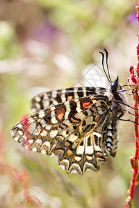 西班牙节日蝴蝶晴天翅膀植被昆虫宏观野生动物花彩橙子动物群植物图片