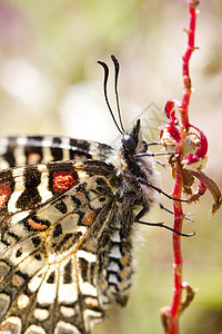 西班牙节日蝴蝶翅膀野生动物花彩昆虫宏观橙子动物群晴天植被植物图片