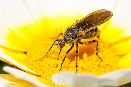 气球飞球翅膀宏观生物学孤独白色荒野野生动物昆虫学漏洞眼睛图片