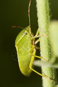 南绿色绿臭虫动物群异翅目绿藻盾虫漏洞害虫椿象昆虫学身体黑色图片
