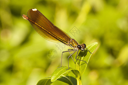 迪米埃铜昆虫蓑羽黄色棕色长翅宏观叶子猎人绿色翅膀野生动物图片
