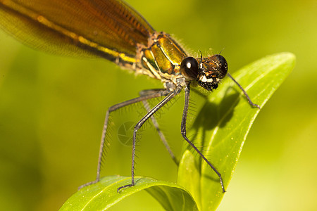 迪米埃铜昆虫长翅漏洞绿色野生动物植物脆弱性条纹眼睛宏观身体图片
