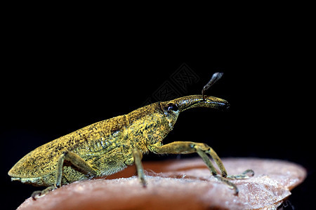 昆虫动物黄色翅膀生物生物学甲虫叶子花园宏观天线图片
