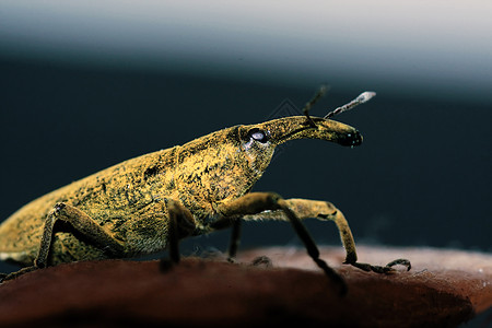 昆虫动物群野生动物宏观甲虫生物岩石生物学漏洞植物动物图片