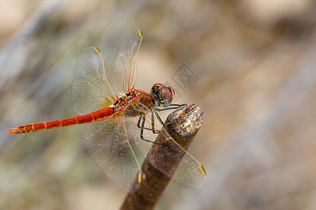 红蜻蜓红脉宏观荒野野生动物红色昆虫漏洞动物群身体图片