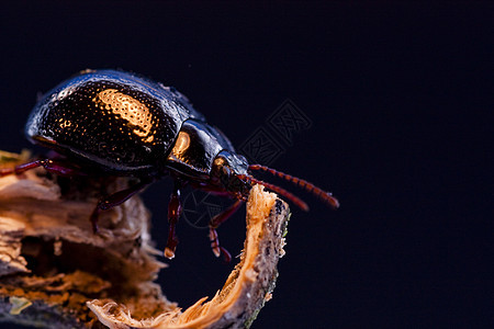 dung 甲虫昆虫学黑色漏洞鞘翅目荒野木头昆虫野生动物动物群天线图片