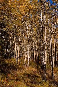 Espen森林 秋季图片