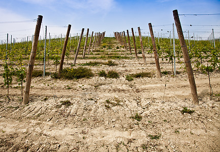 巴尔贝拉葡萄园     意大利农田国家收成酒厂植被房子葡萄园农业风景农村图片