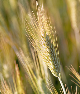 莱叶金子面包植物农业季节草地大麦收成场地耳朵图片