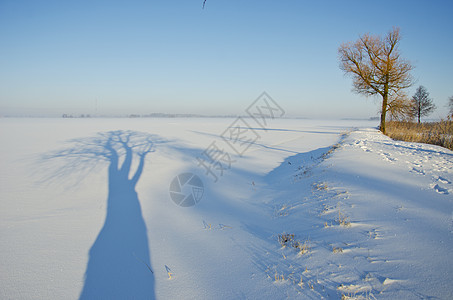 冬季风景 树影和晨雾图片