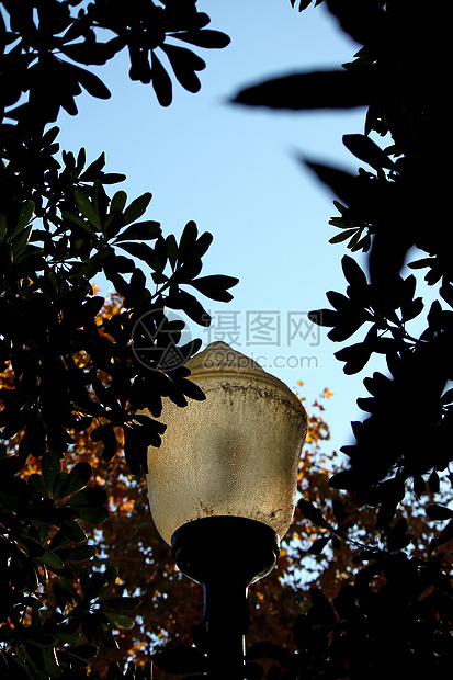 环绕的街灯城市叶子季节性花园力量棕色橙子季节树叶图片