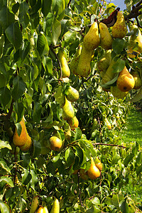 长在太阳下果实中的梨树 上面有水果树叶农场食物场地叶子花园季节收成蓝色植物图片
