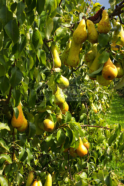 长在太阳下果实中的梨树 上面有水果树叶农场食物场地叶子花园季节收成蓝色植物图片