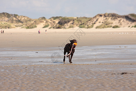 棕色拉布拉多在沙滩上玩海岸小狗检索跑步热情晴天海滩游泳木头家庭图片