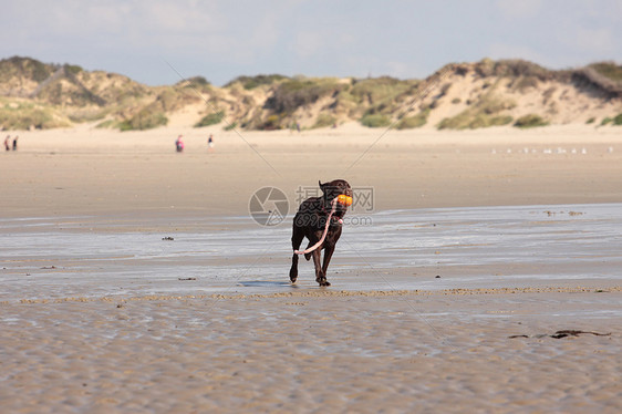 棕色拉布拉多在沙滩上玩海岸小狗检索跑步热情晴天海滩游泳木头家庭图片