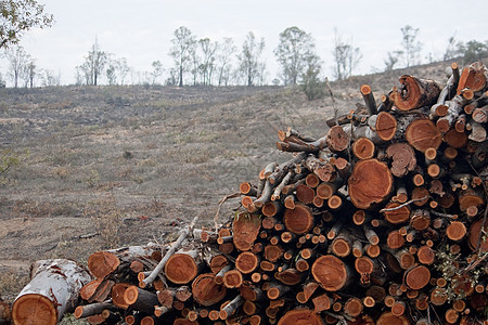 一堆原木树干木桩工业木材记录木头日志资源货物材料图片