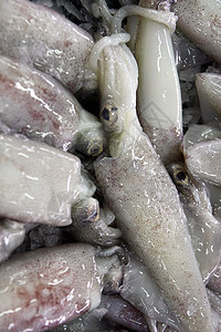 新鲜鱿鱼大部分销售美味乌贼市场海鲜白色食物美食钓鱼图片