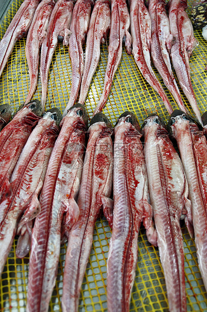 被剥去的鲨鱼肉大部分斑点海鲜美食钓鱼市场美味捕鲸食物猫鲨图片