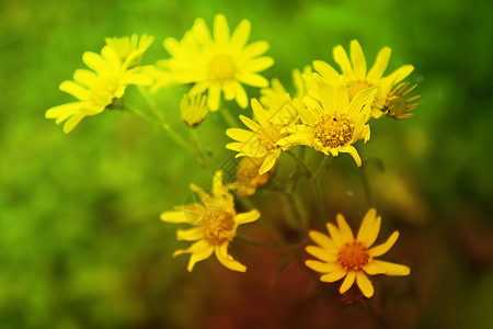 春花花植物群季节性季节花瓣花朵背景图片