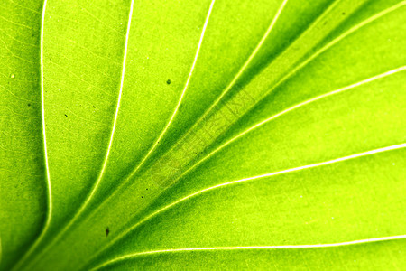绿叶静脉森林花园生长情调阴影宏观叶子床单植物阳光图片