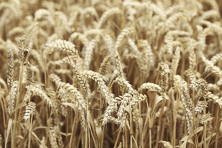 田地上小麦特写耳朵蓝色大麦晴天农场农田金子粮食种子农业图片