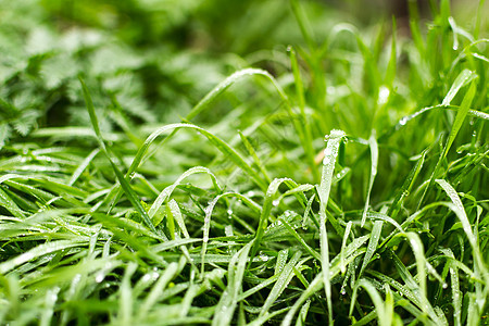 绿草植物生长绿色公园卫生水滴保健草地生活叶子图片