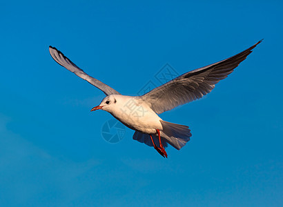 钢格航班海鸥飞行动物白色蓝色背景图片