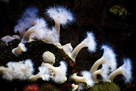 珊瑚热带海洋花园潜水员生活潜水情调气泡动物盐水图片