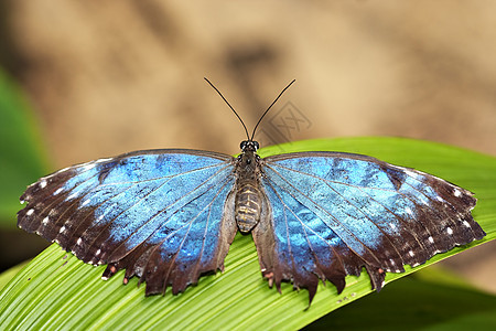 蓝月光蝴蝶害虫触角宏观大闪蝶昆虫热带蓝色笨蛋翅膀图片