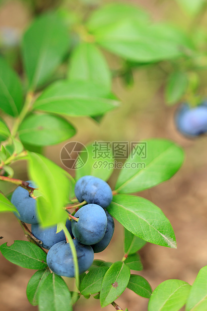 新鲜蓝莓覆盆子收成生产癌症浆果蓝色维生素照片农场食物图片