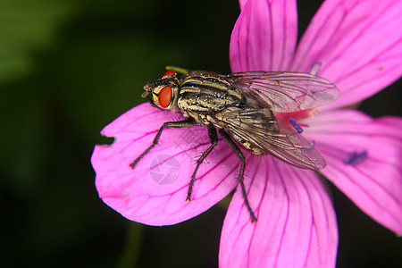 吹风植物翅膀天线野生动物身体眼睛脊椎动物苍蝇森林环境图片