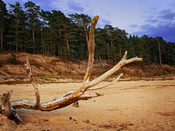 在海滩的晚上松树树干木材支撑日志风化枯木松林天空木头图片