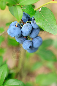 新鲜蓝莓覆盆子衬套营养农场蓝色收成植物浆果食物照片图片