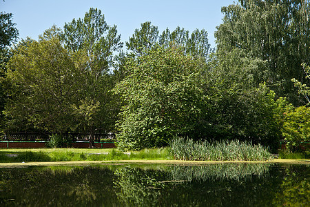 市公园国家绿色植物花园植物群树木季节池塘时期鞭打者风景图片