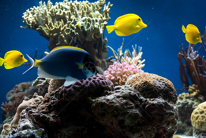 含有鱼类和珊瑚的水族馆爱好情调花园潜水生活旅游热带气泡野生动物动物图片