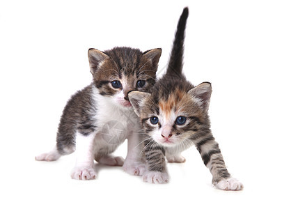 可爱的新生儿婴儿幼婴 很容易孤立在白色上宠物动物爪子胡须家庭条纹头发小猫猫科猫咪图片