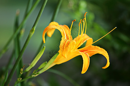 橙色花朵美丽生长百合植物学植物群花园萱草花粉植物橙子图片