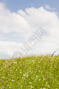 鲜花中草原季节外观植物学植物群野花植被花朵草地植物图片