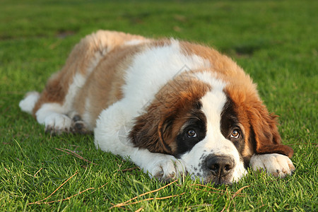 可爱的圣伯纳德 Purebred小狗犬类哺乳动物动物白色朋友工作室宠物图片