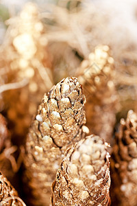 圣诞节装饰植物云杉松果枞树针叶树白色金子锥体宏观季节图片