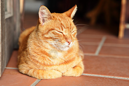 猫咪相机动物食肉猫科宠物小猫幼兽白色毛皮图片