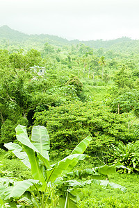 格林纳达内陆 加勒比风景旅行绿色位置外观森林植物植被植物群世界图片