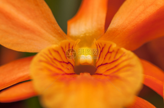 兰花礼物宏观植物热带叶子石斛花瓣植物群橙子植物学图片