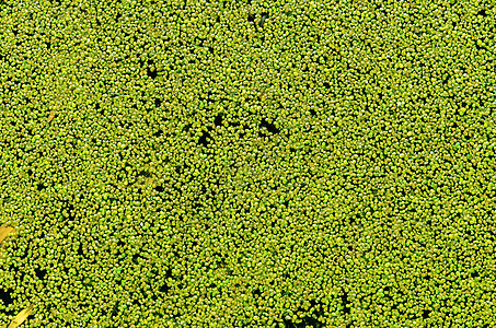 将绿鸭草作为背景放在水上野生动物浮萍树叶杂草植物生态植物群游泳沼泽水池图片