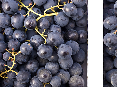 蓝葡萄小吃栽培水果食物酿酒师收成图片